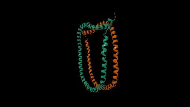 The solution structure of discoidal high-density lipoprotein particles. Animated 3D cartoon and molecular surface models, PDB 2n5e, black background