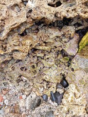 Portrait of coral rocks on the beach