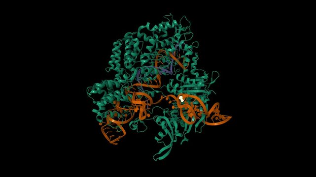 Crystal structure of Streptococcus pyogenes Cas9 in complex with guide RNA (brown) and target DNA (violet). Animated 3D cartoon  model, PDB 4oo8, black background