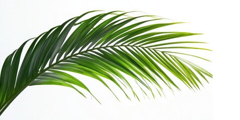 Green palm tree against a white background. Close-up of a green palm leaf.