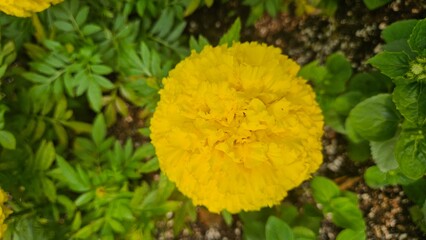 Marigolds in full bloom in the green forest