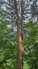 Obraz premium A towering, majestic tree in the forest