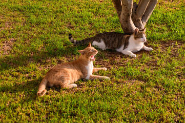 Two Relaxed Cats Lounging on a Sunny Afternoon in a Vibrant Green Lawn Under a Tree