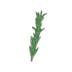 Rosemary illustration. Doodle Herb, Culinary Spice, Condiment for meal. Vector