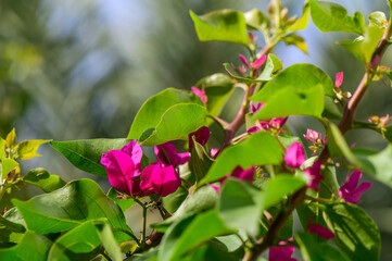 Vibrant bougainvillea blooms surrounded by lush green leaves in a sunny garden setting during spring