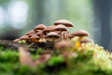 Grzyby w jesiennym lesie. © Elżbieta Kaps