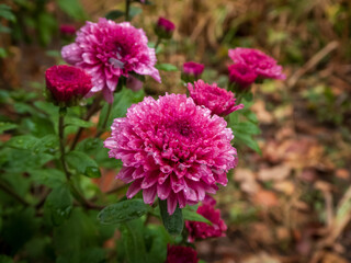 Closeup on red chrysanthemum flowers