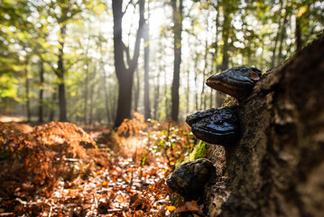 Grzyby huba w jesiennym lesie. © Elżbieta Kaps