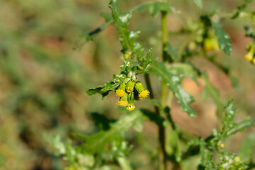 Common groundsel flowers
