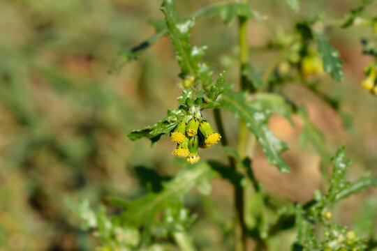 Common groundsel flowers