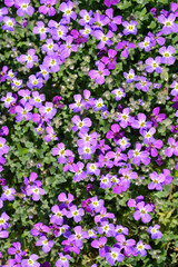 Fototapeta premium Aubrieta Dr. Mules flowers