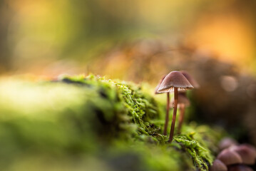 Grzyby w jesiennym lesie.