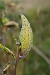 Common milkweed seed pod