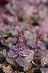 Bugle Multicolor leaves