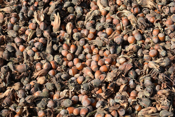 A ground covered in freshly harvested hazelnuts