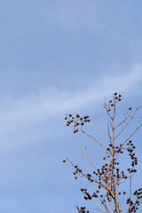 Crepe myrtle branches with seed pods