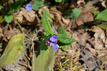 Common lungwort flowers