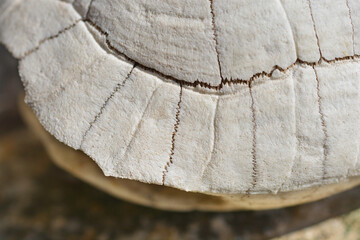 Detail of a bleached and weathered shell of a Mediterranean tortoise