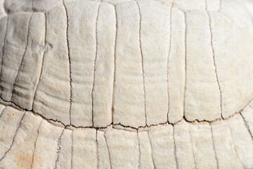 Detail of a bleached and weathered shell of a Mediterranean tortoise