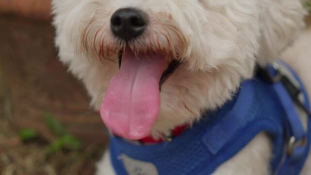 White fluffy dog outdoors with tongue out and wearing a blue harness, sitting comfortably on a grass patch panting