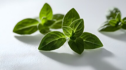 Obraz premium Oregano or marjoram leaves isolated on white background.
