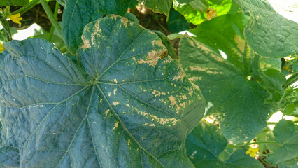 Close-Up of Cucumber Plant Leaves with Sun Damage