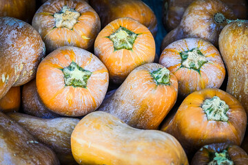 Kürbis, Honeynut, Butternut, Cucurbita Moschata, Speisekürbis, Butternusskürbis, Honiggeschmack,...