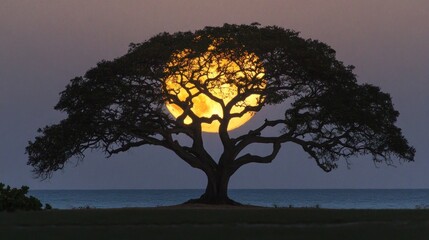 A large, full moon rises over the ocean, partially obscured by a silhouetted tree.