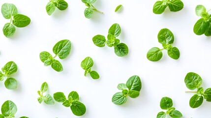 Oregano or marjoram leaves isolated on white background.