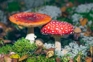 Mature Amanita Muscaria, Known as the Fly Agaric or Fly Amanita: Healing and Medicinal Mushroom with Red Cap Growing in Forest. Can Be Used for Micro Dosing, Spiritual Practices and Shaman Rituals