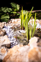 a beautiful newly created garden pond with limestones and waterfall and watercourse