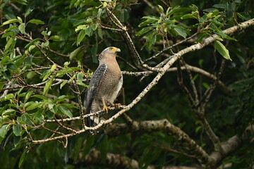 西表島のカンムリワシ