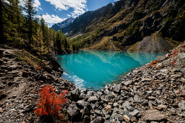 Shavlinskoye lake in Altai during the golden autumn, against the background of snow-capped...