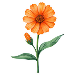 A single orange flower with green leaves