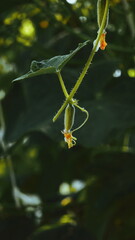 Cucumber Young Plant Close-Up Green Garden Natural Background