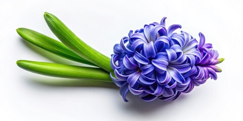 Stunning Drone Photography of a Young Hyacinth Flower Isolated on a Bright White Background, Perfect for Nature Lovers, Floral Designs, and Botanical Illustrations