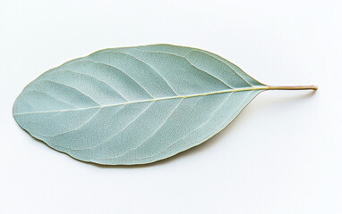 Obraz premium Leaf on White Background