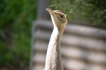 The Australian Bustard is one of Australia's largest birds. It is a mainly grey-brown bird,...
