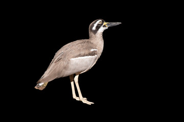 The beach stone curlew is largely grey-brown upperparts with a distinctive black-and-white striped face and shoulder-patch