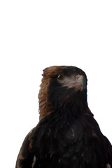 The black breasted buzzard is quite large with broad, rounded wings, and a short neck and tail.