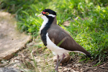 the lapwing has a black cap and broad white eye-stripe, with a yellow eye-ring and bill and a small red wattle over the bill. The legs are pinkish-grey.