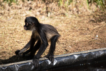 The black-handed spider monkey has lack or brown fur with hook-like hands and a prehensile tail.