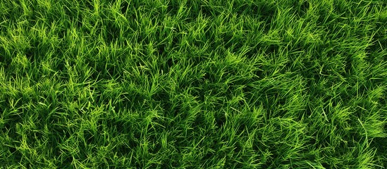 Green grass texture background Top view of bright grass garden Idea concept.