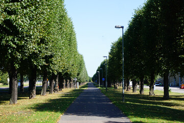 A walk road between trees