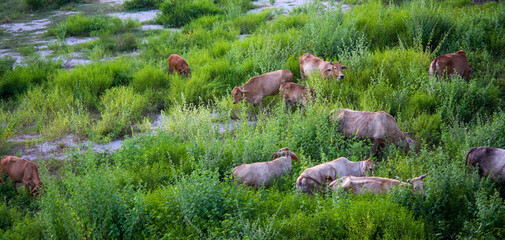 A herd of cows grazes on a green field in a free-range farm.