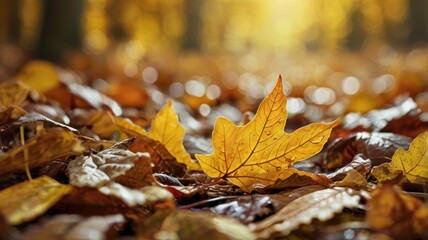 autumn leaves on the ground