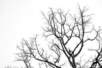 Fototapeta premium Leafless tree isolated on white background.