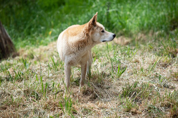 Dingos have a long muzzle, erect ears and strong claws. They usually have a ginger coat and most...