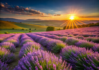 Obraz premium stunning lavender field bathed in soft golden light of morning sun, casting gentle shadows across vibrant purple flowers. serene landscape evokes sense of tranquility and beauty