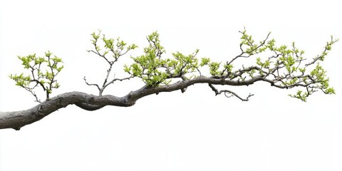 Fototapeta premium Branch of treetop against the sky, white background featuring treetop.